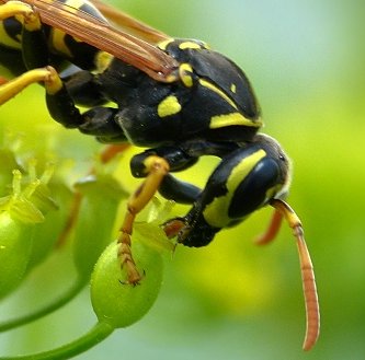 Polistes sulcifer, femmina, Vespidae.